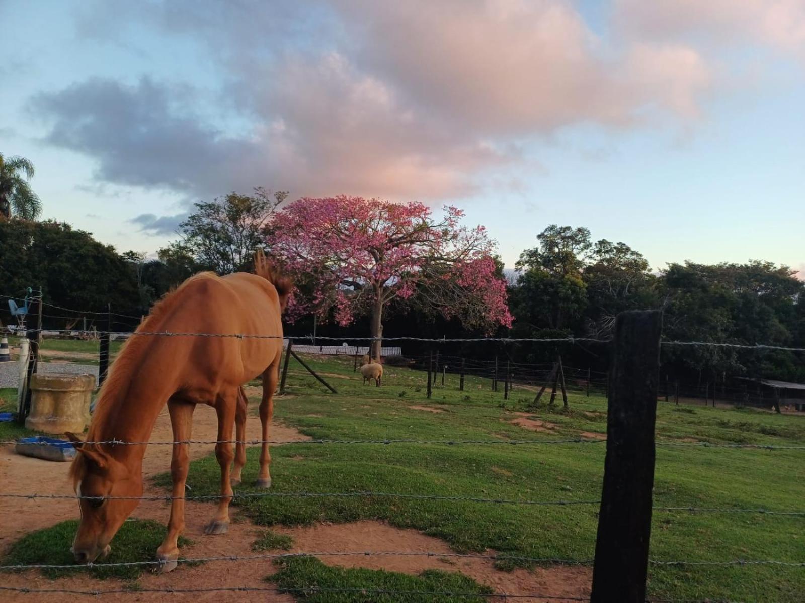 Pousada Sitio Da Terra E Arte เซาฮอเก ภายนอก รูปภาพ